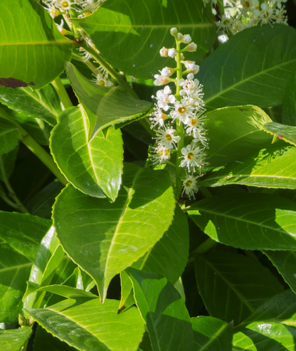 Prunus lusitanica