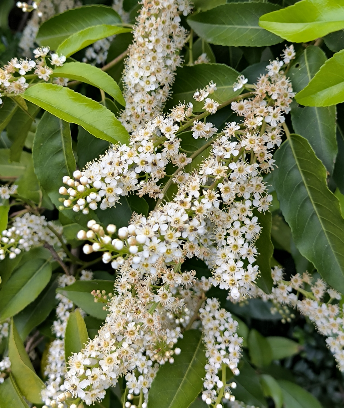 Prunus lusitanica