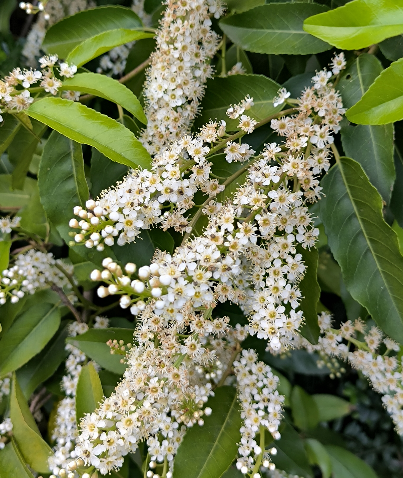 Prunus lusitanica