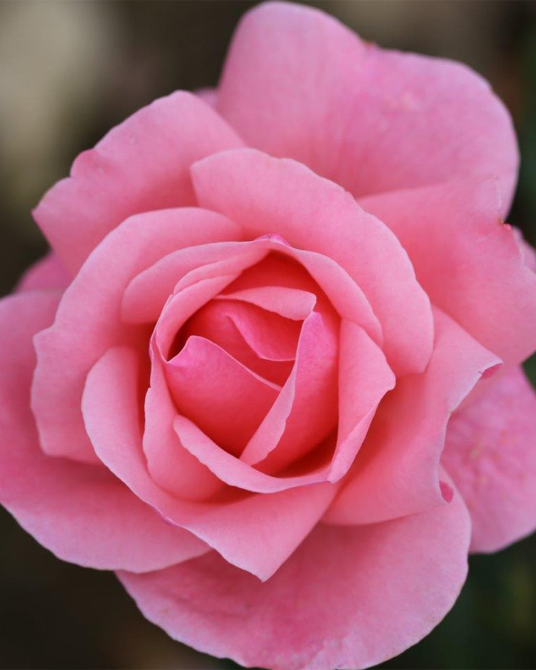 Rosa &