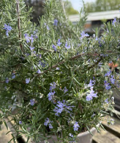 Salvia rosmarinus Prostrata Group