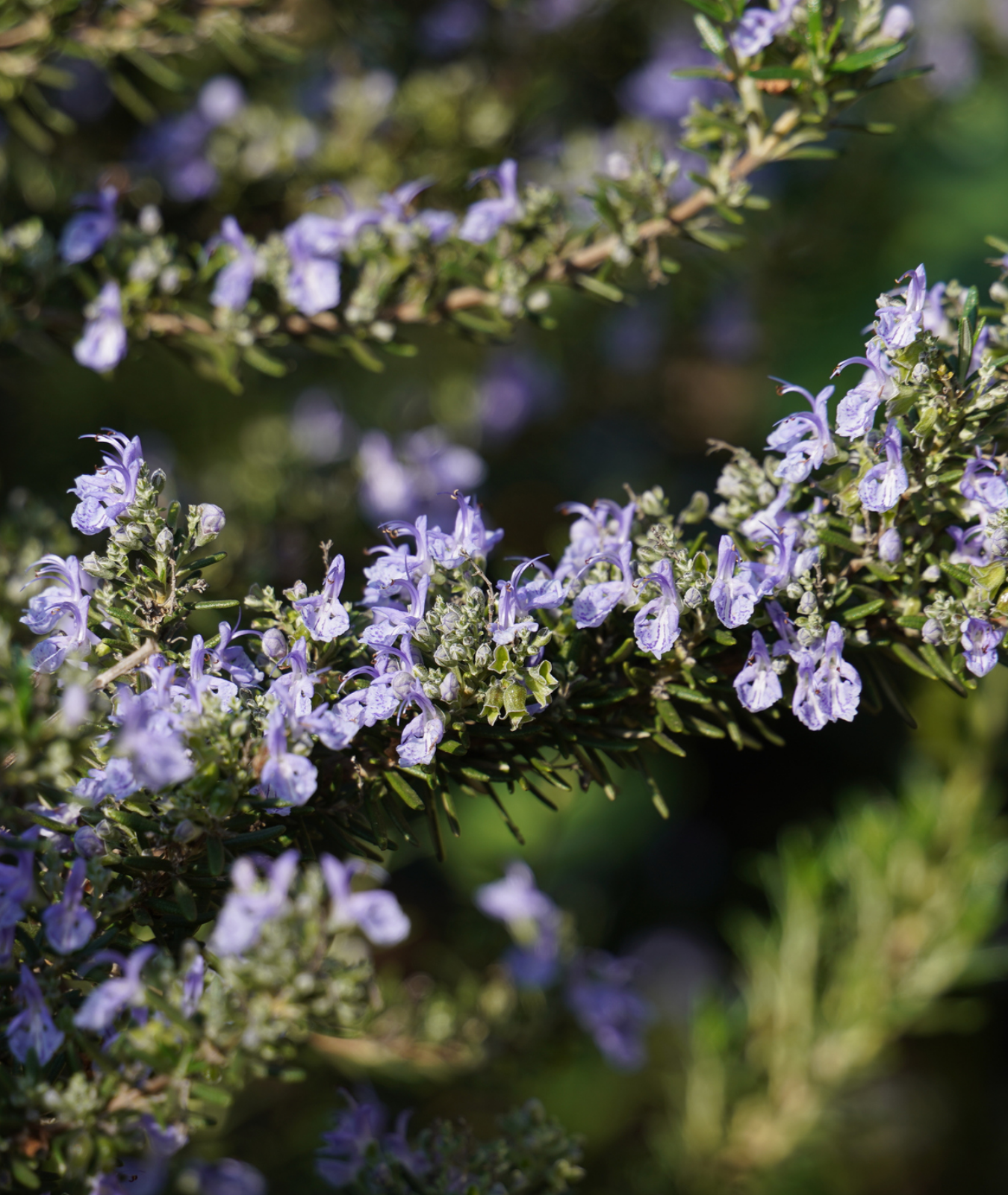 Salvia rosmarinus Prostrata Group