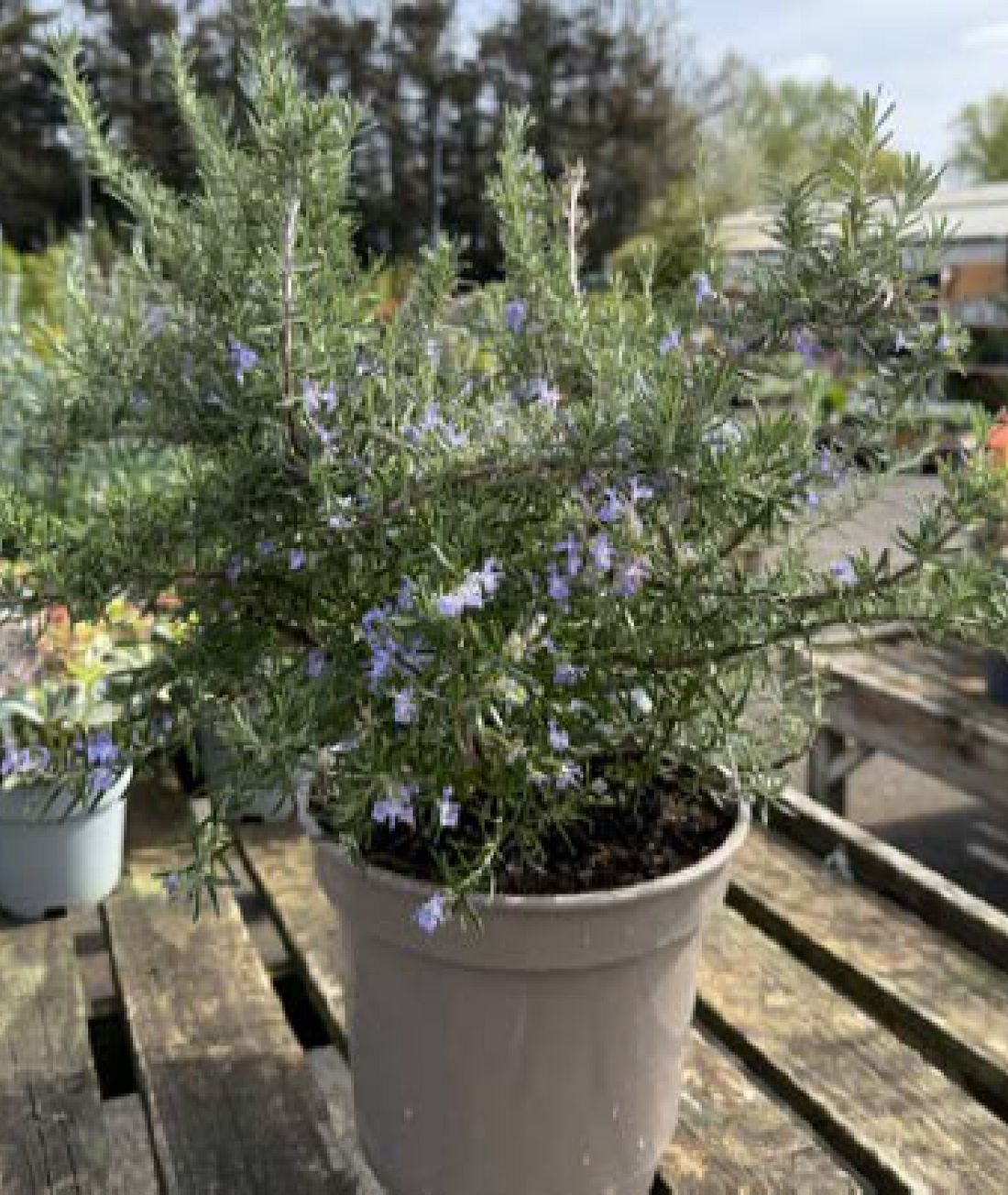 Salvia rosmarinus Prostrata Group