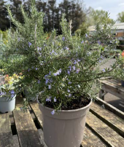 Salvia rosmarinus Prostrata Group