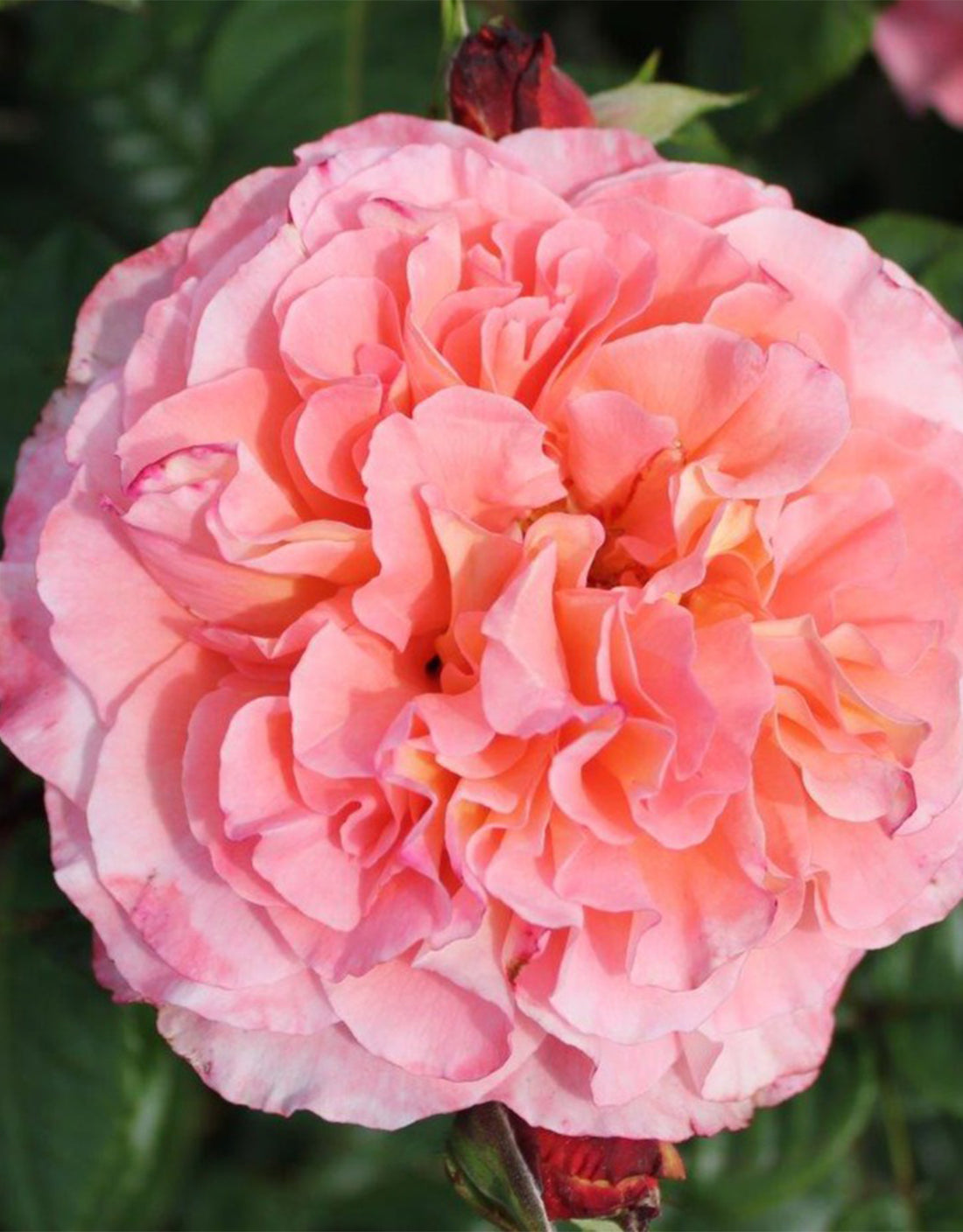 Rosa ‘Rachel’