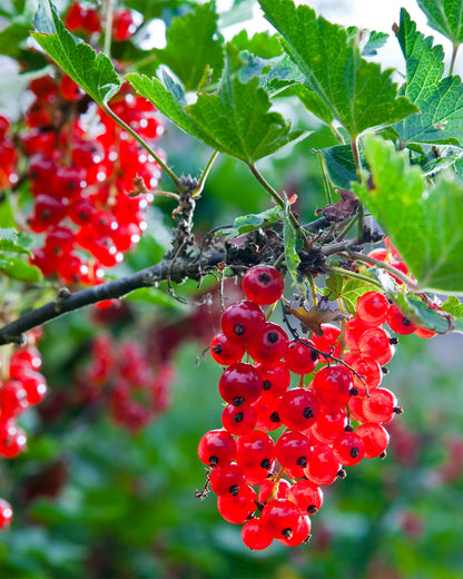 Redcurrant &