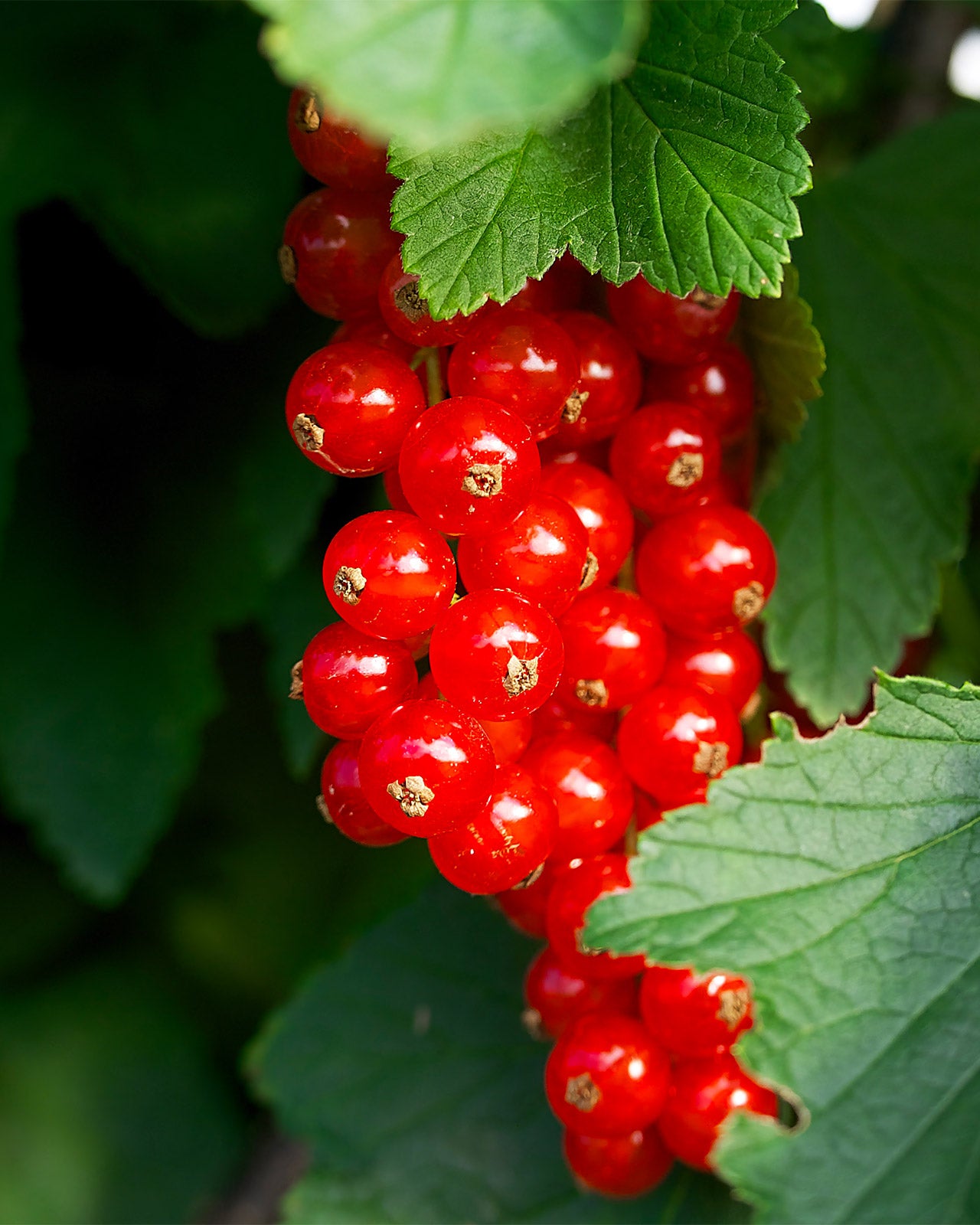 Redcurrant &