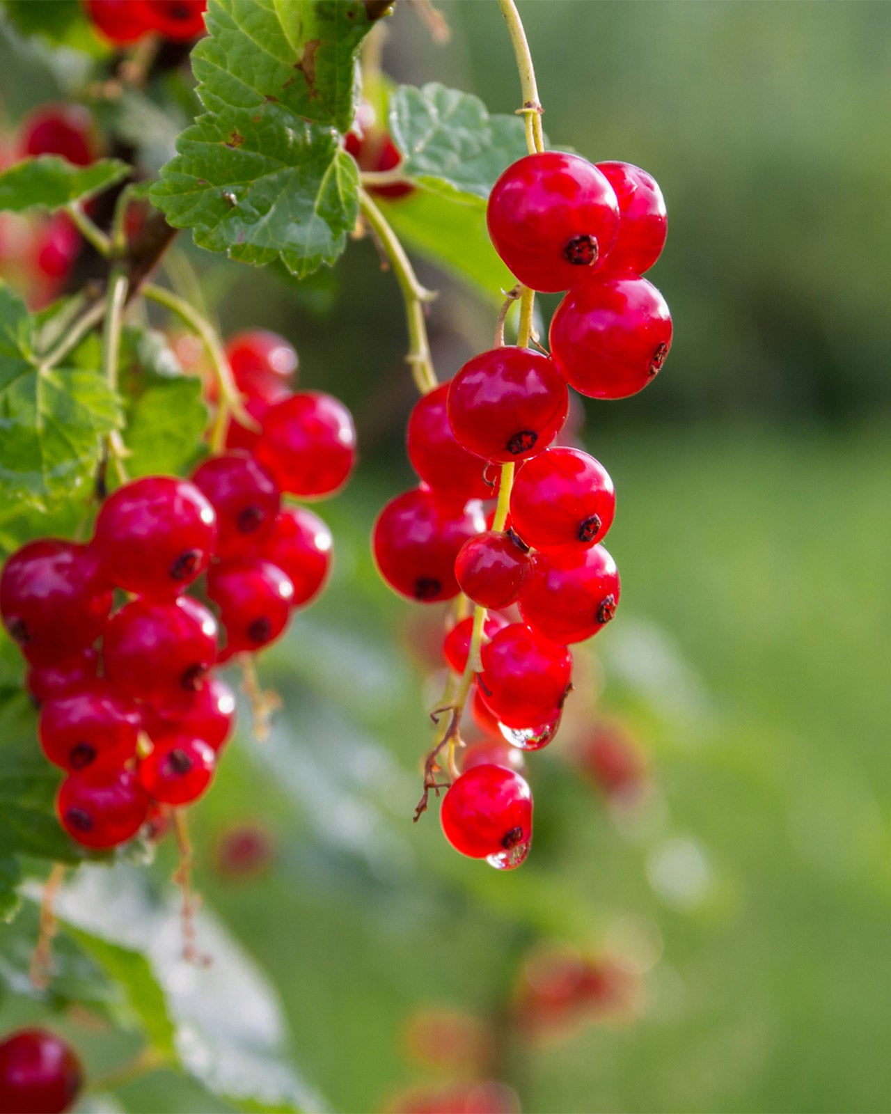 Redcurrant &