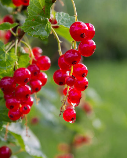 Redcurrant &
