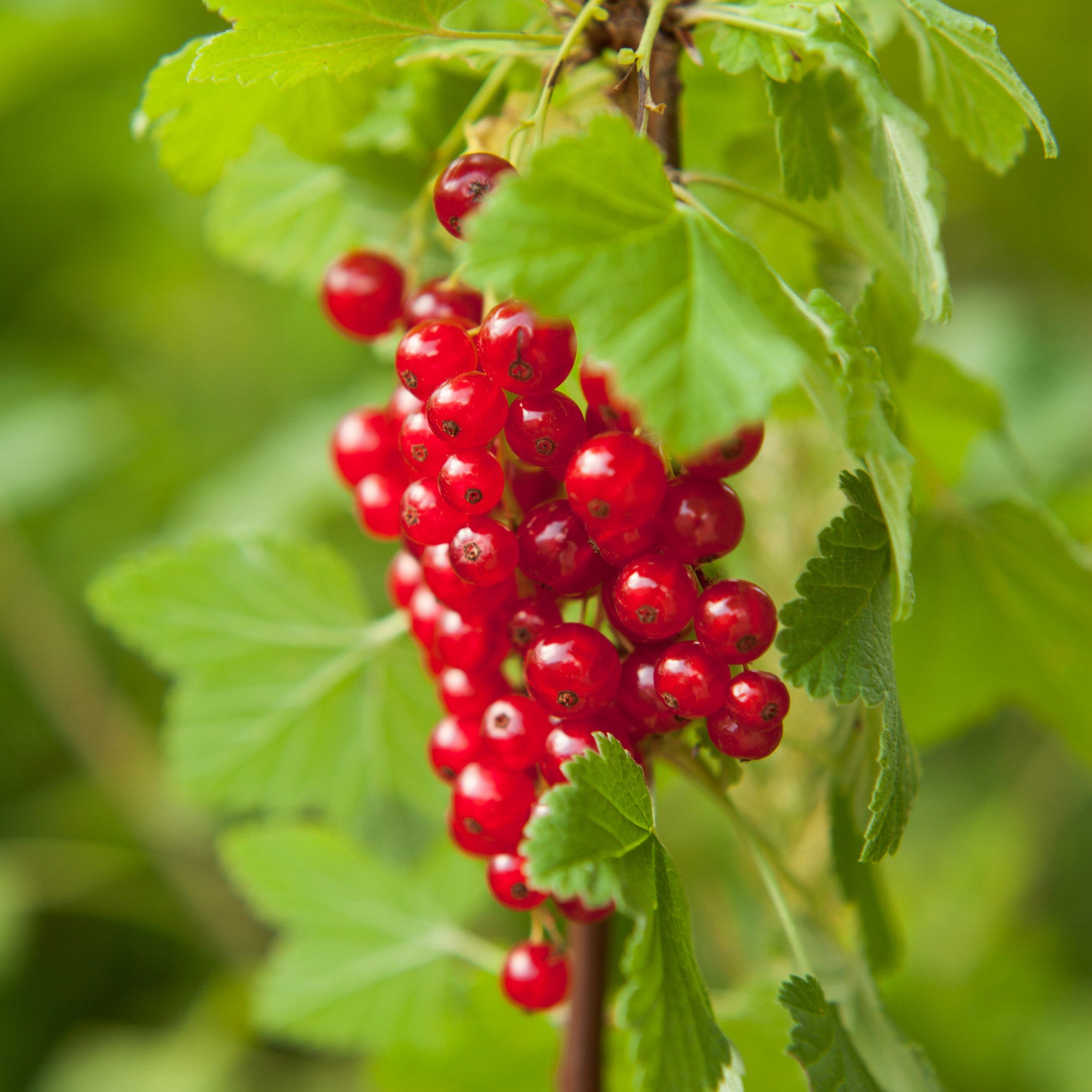 Redcurrant &