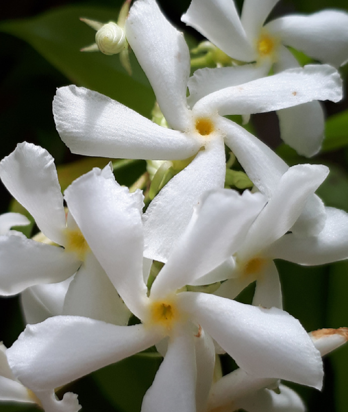 Rhyncospermum jasminoides