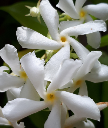Rhyncospermum jasminoides
