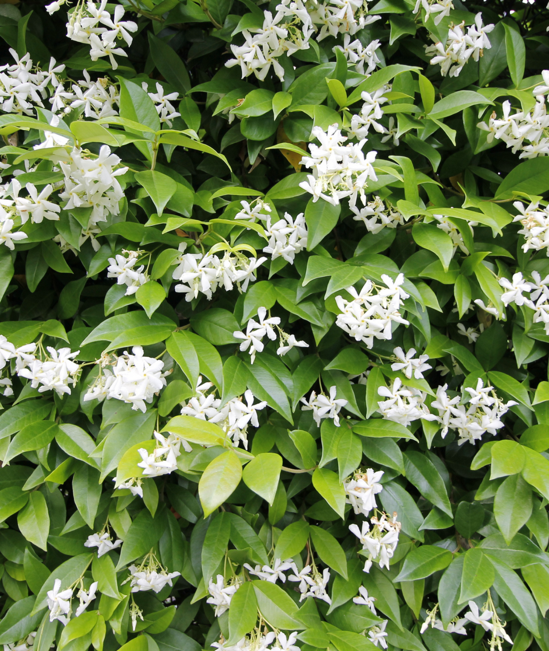 Rhyncospermum jasminoides