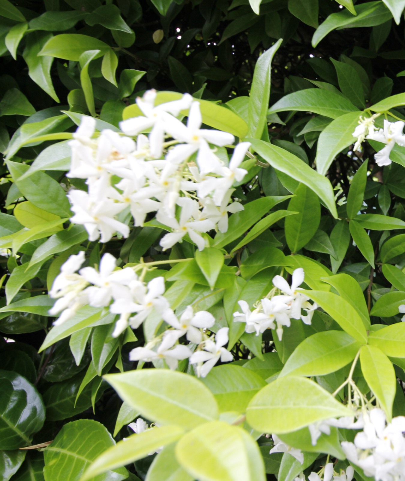 Rhyncospermum jasminoides