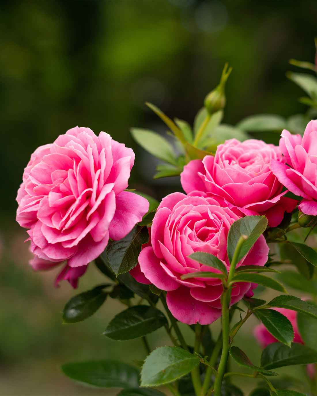 Rosa &