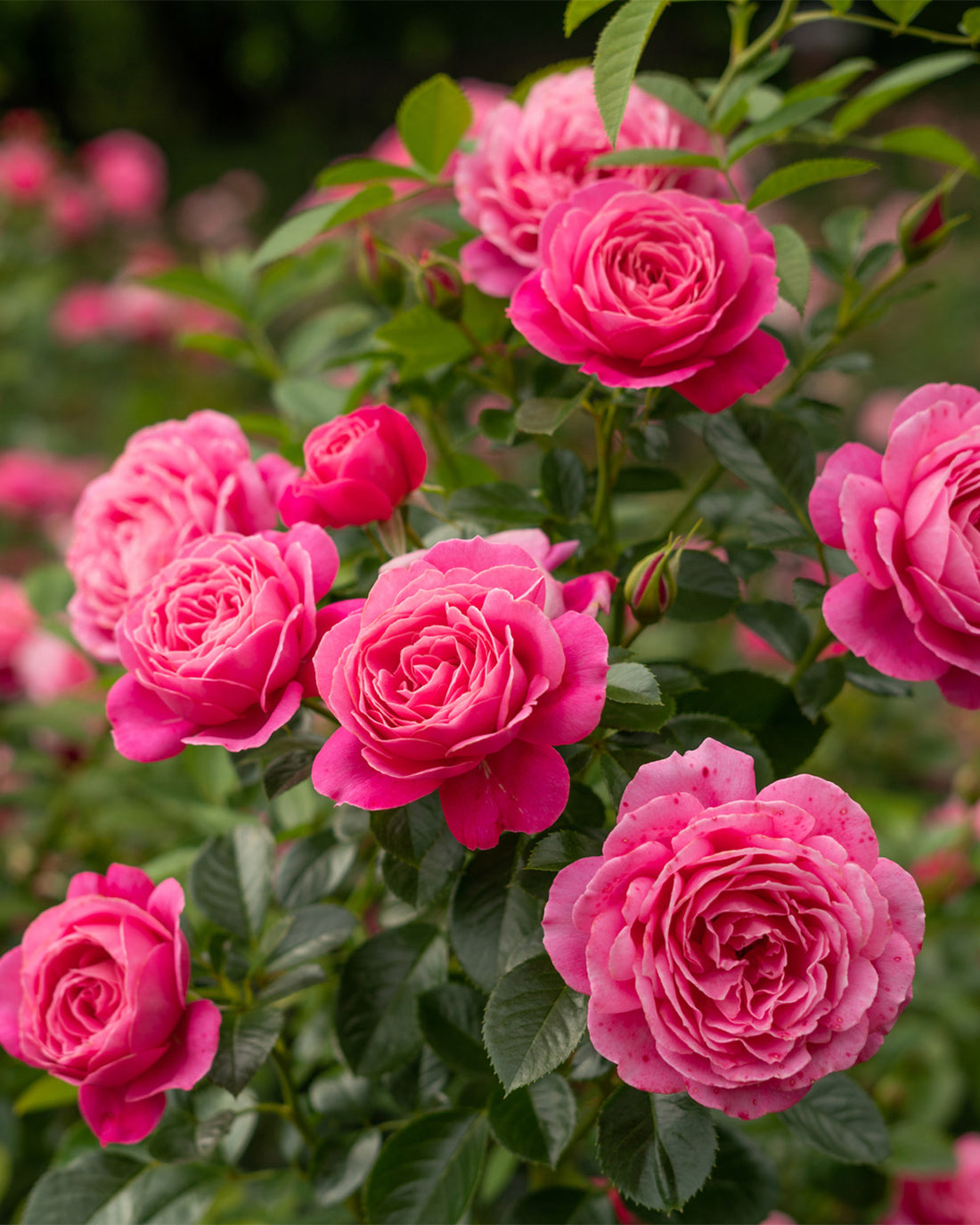 Rosa &