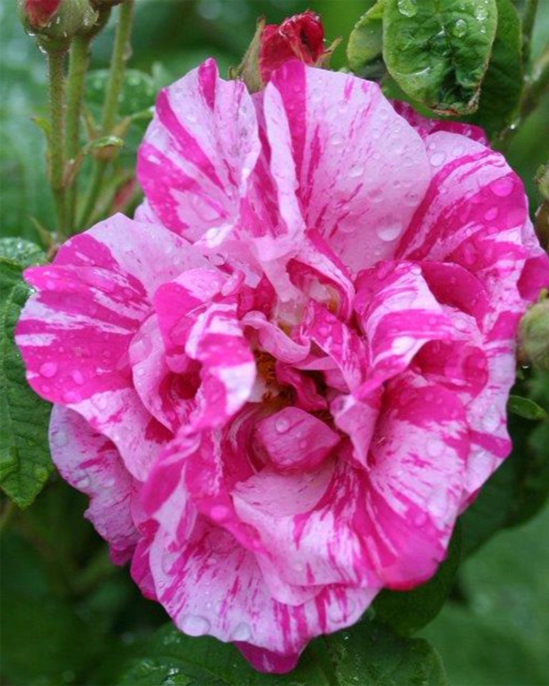 Shrub Rose Rosa mundi (Versicolor) 4L