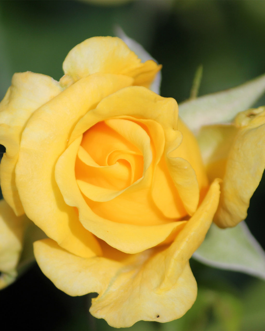 Rosa &