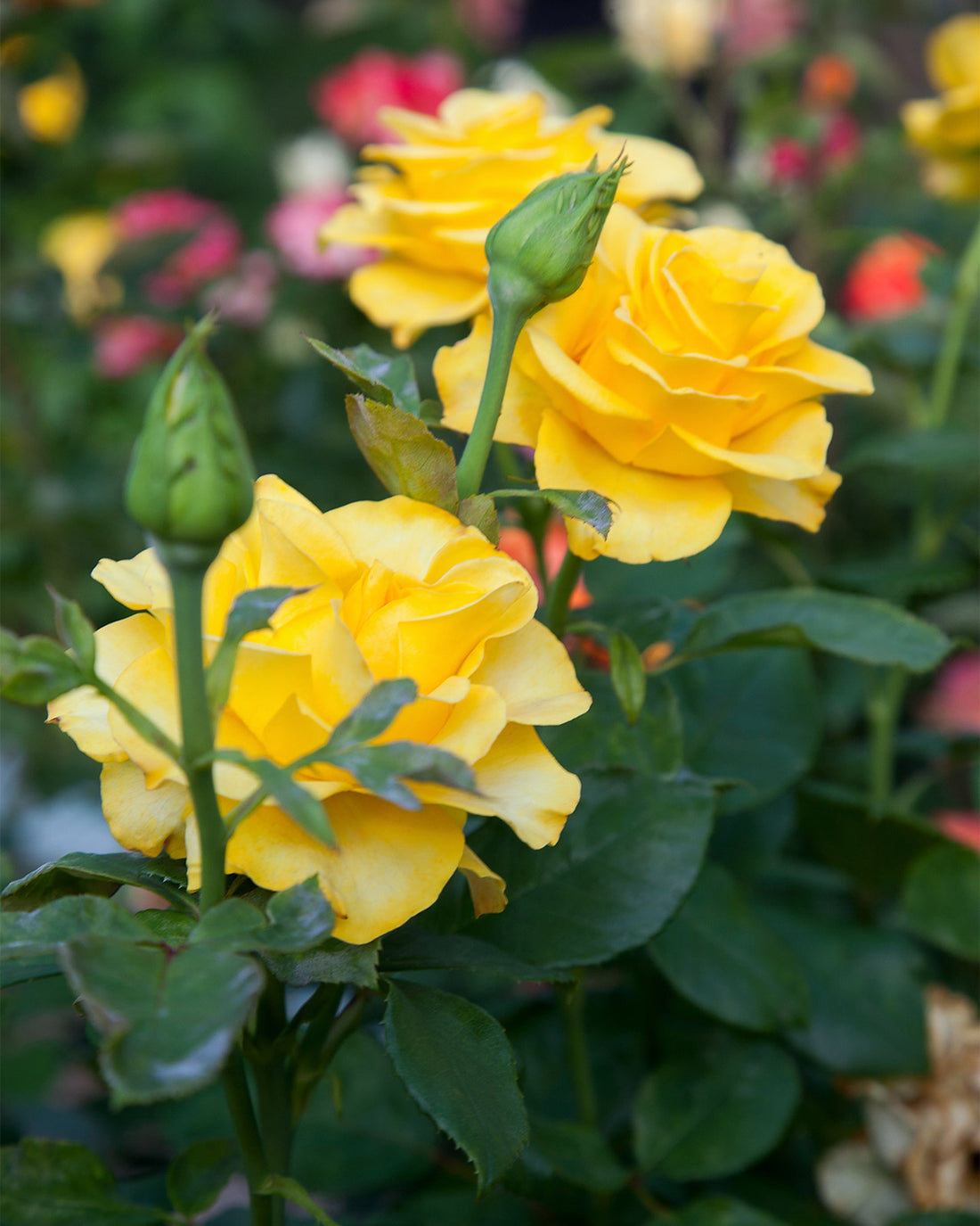 Rosa &