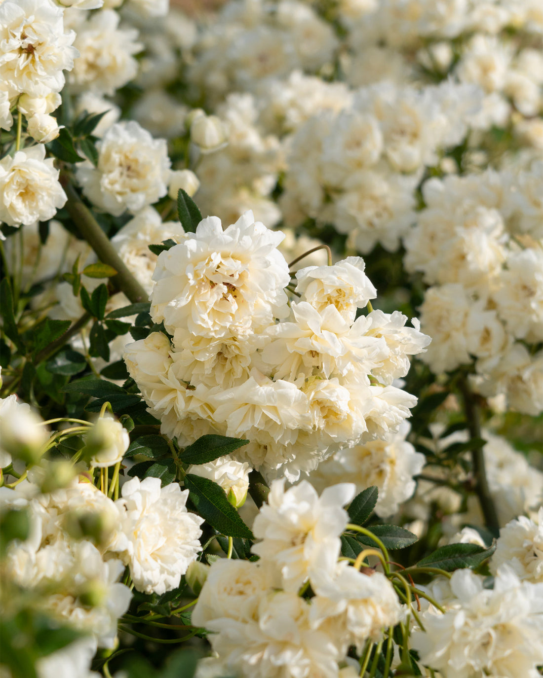 Rosa banksiae ‘Alba Plena’