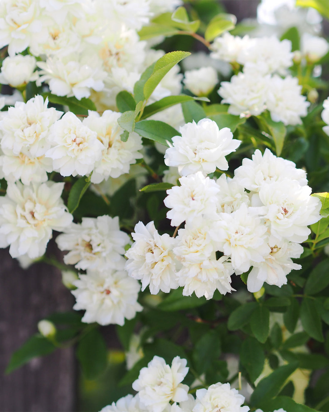 Rosa banksiae ‘Alba Plena’