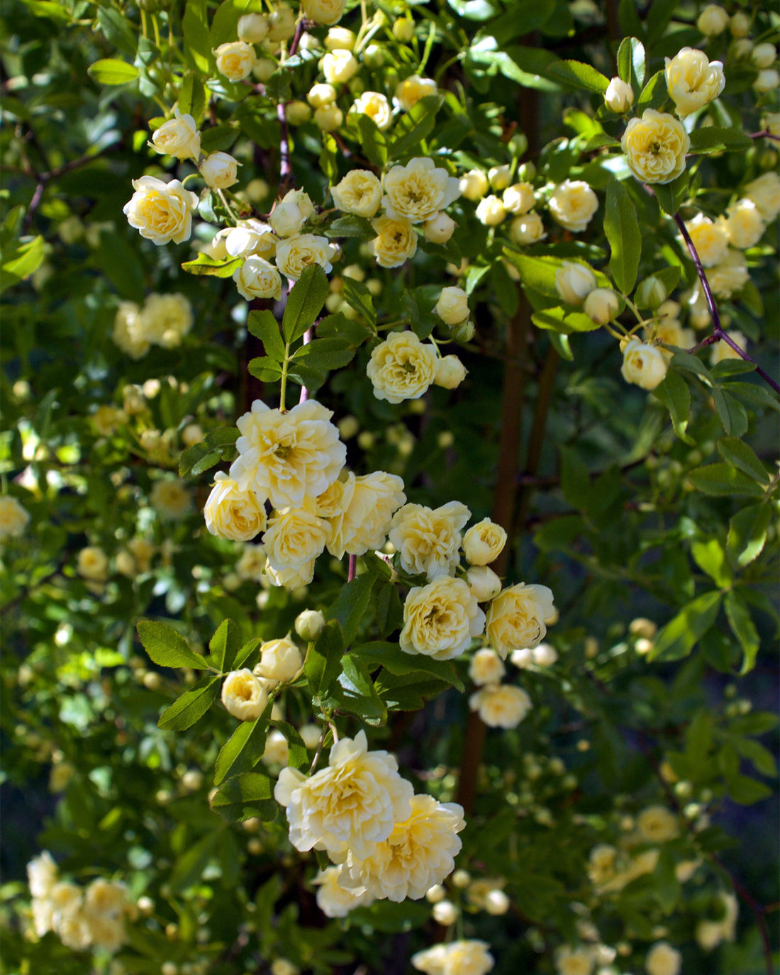 Rosa banksiae ‘Lutea’