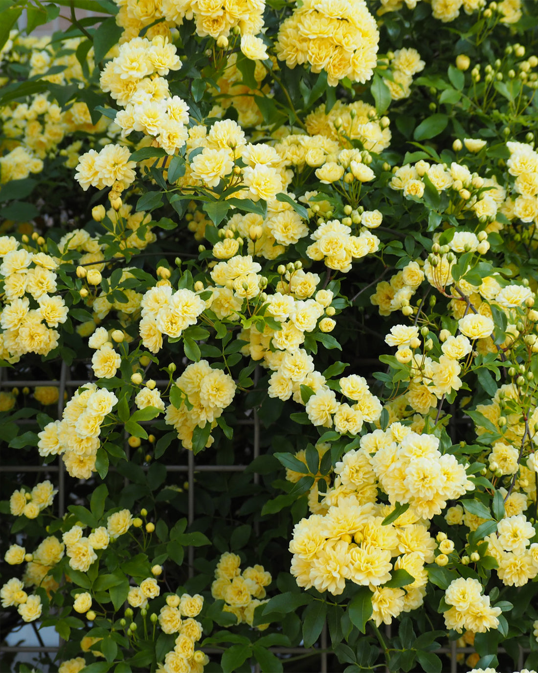 Rosa banksiae ‘Lutea’