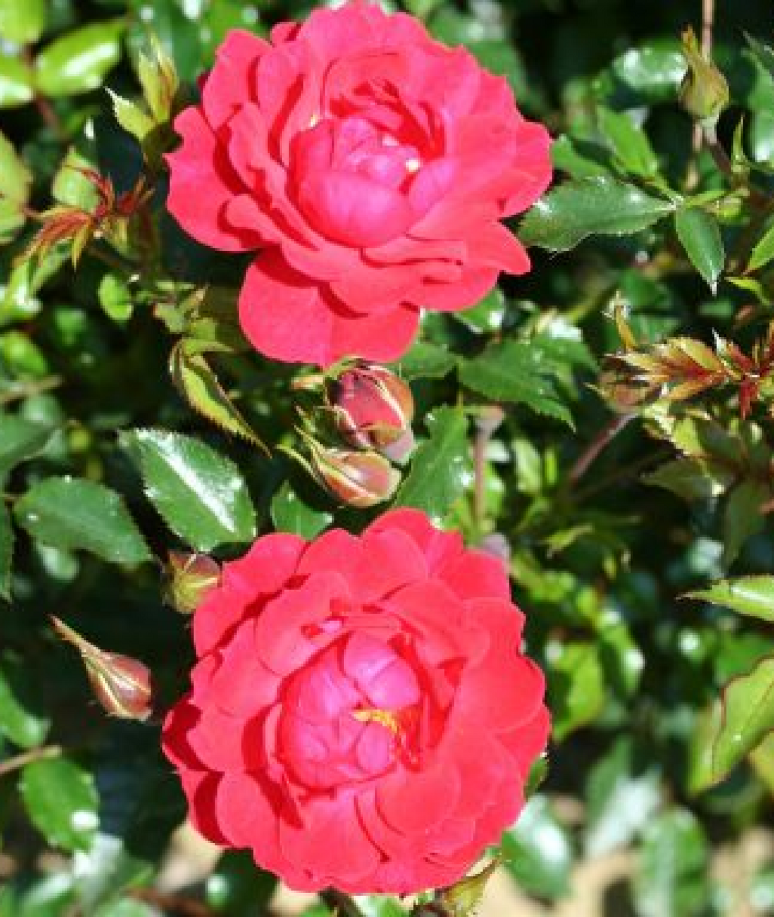 Flower Carpet Rose ‘Ruby’ 3L Whartons