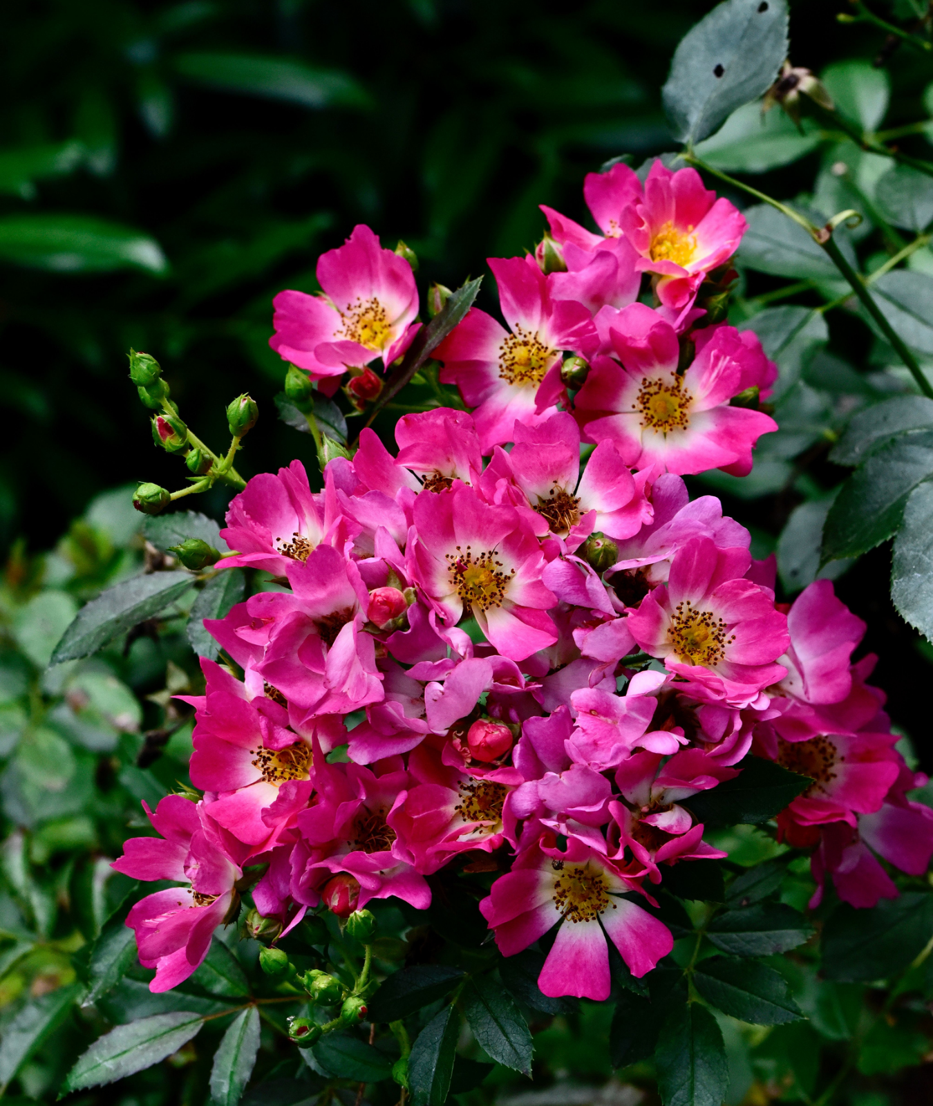 Rosa &