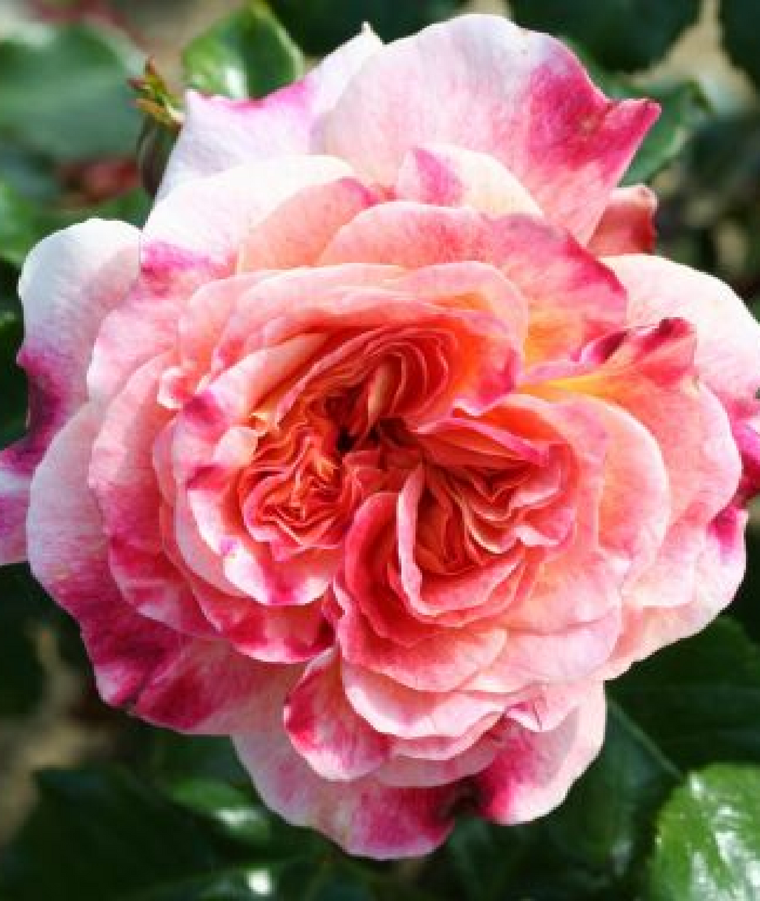 Rosa &