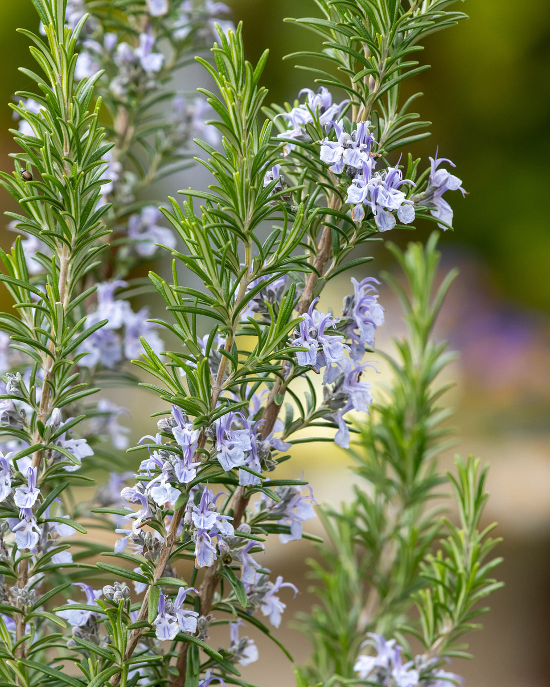 Rosmarinus officinalis &