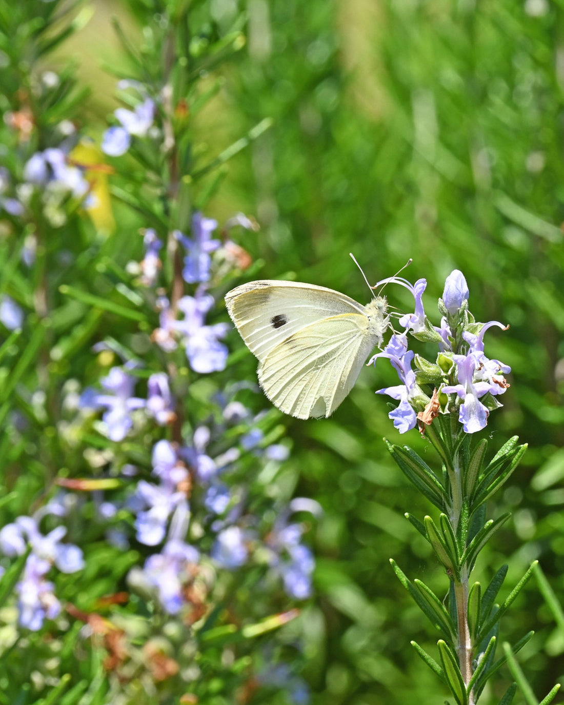 Rosmarinus officinalis &