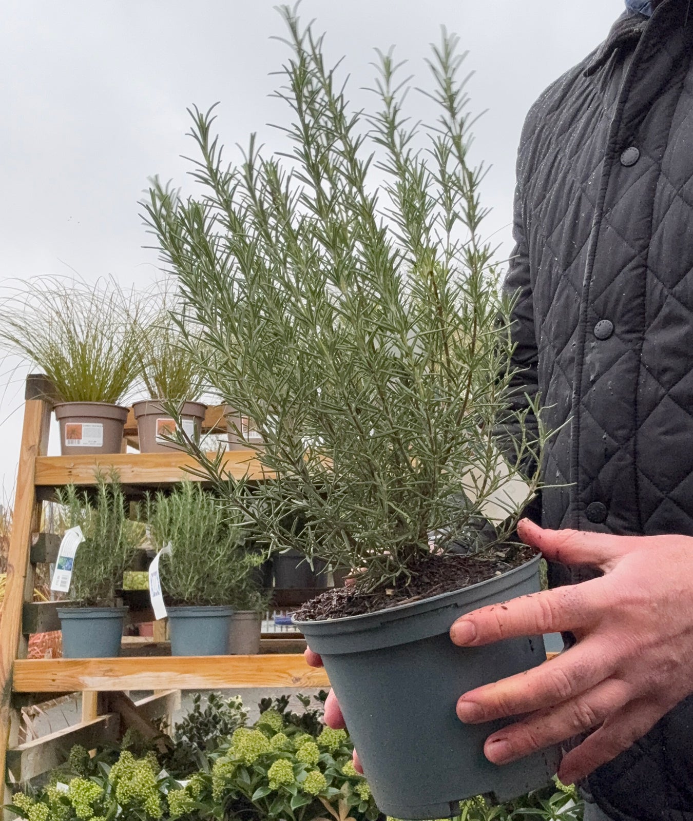 Rosmarinus officinalis