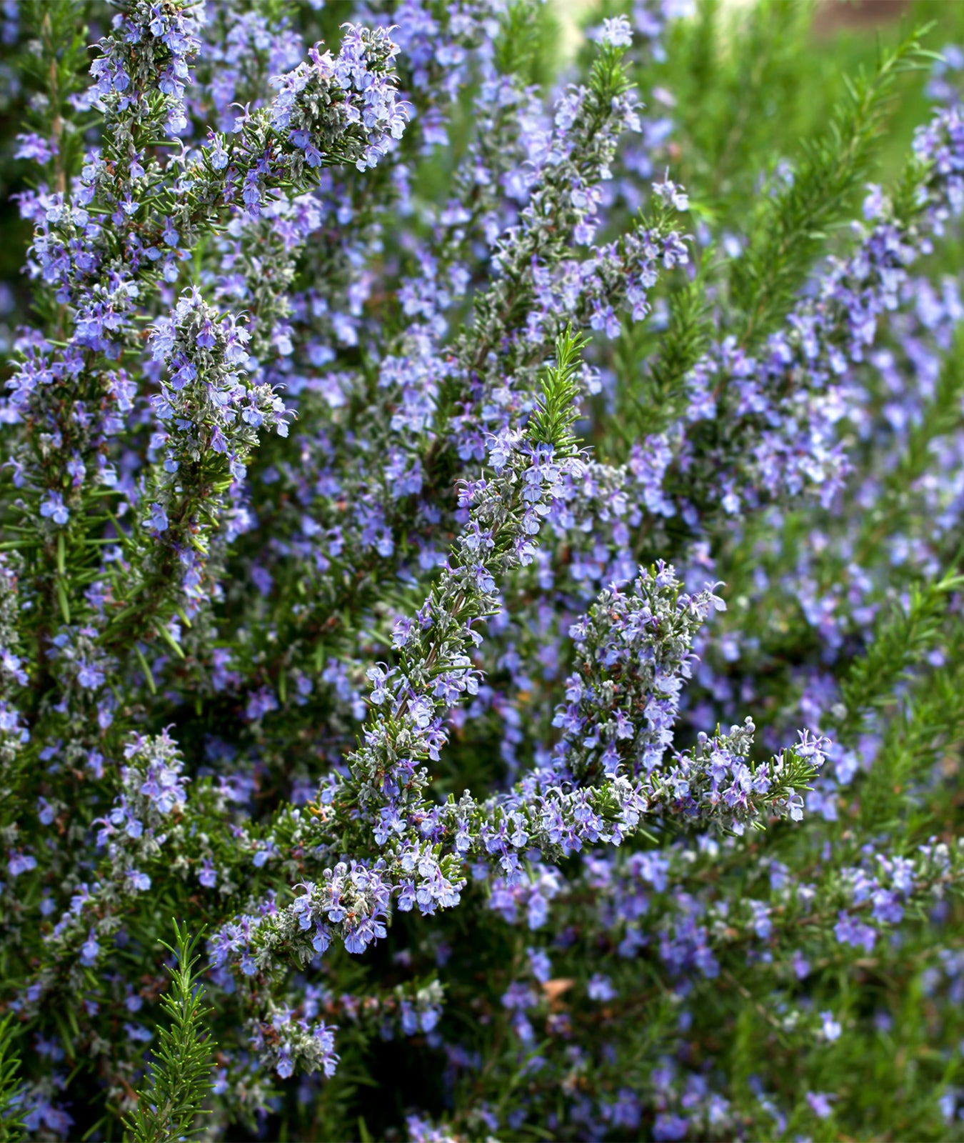 Rosmarinus officinalis