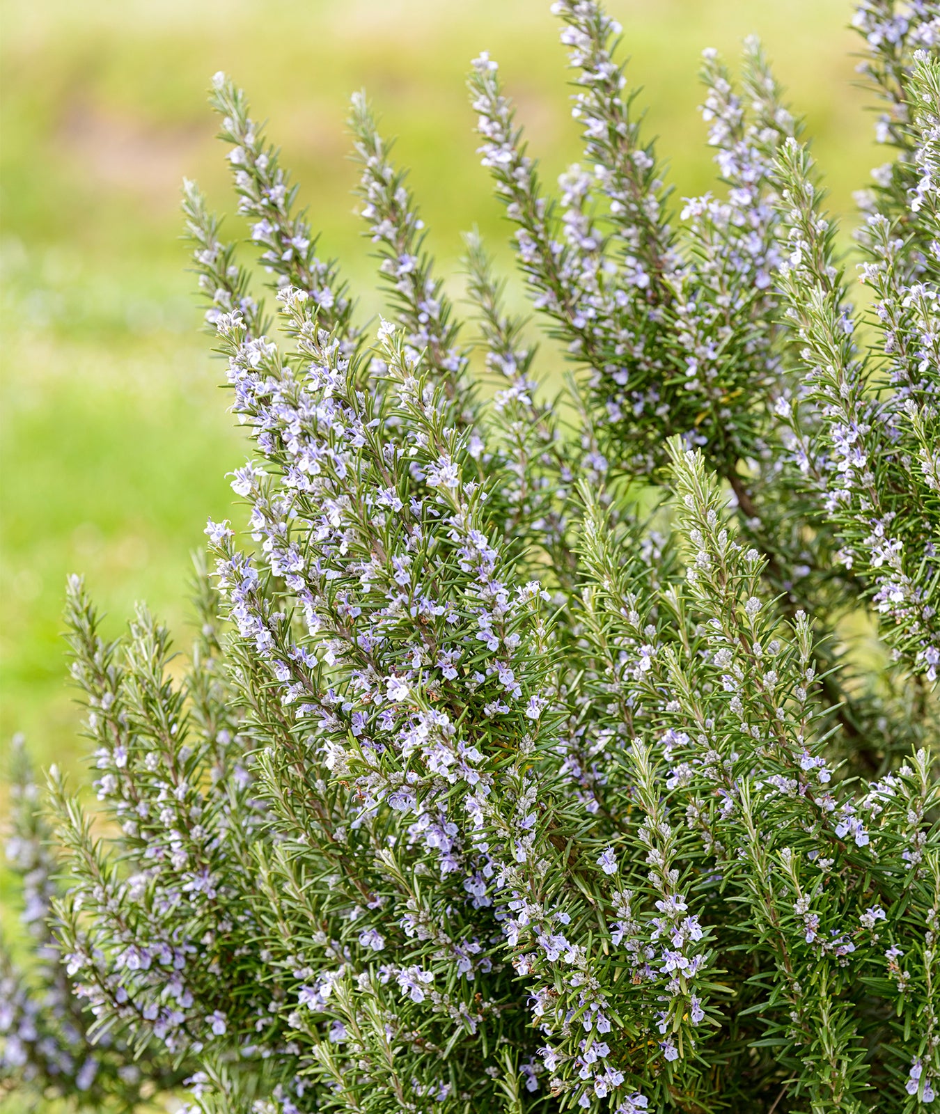 Rosmarinus officinalis