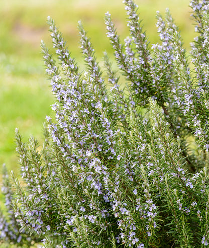 Rosmarinus officinalis