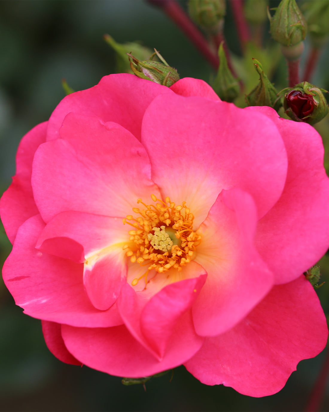 Rosa &
