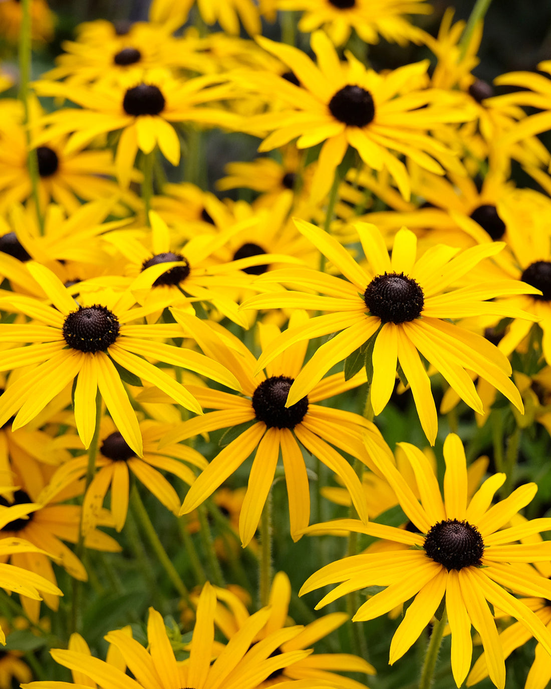 Rudbeckia fulgida var. sullivantii &