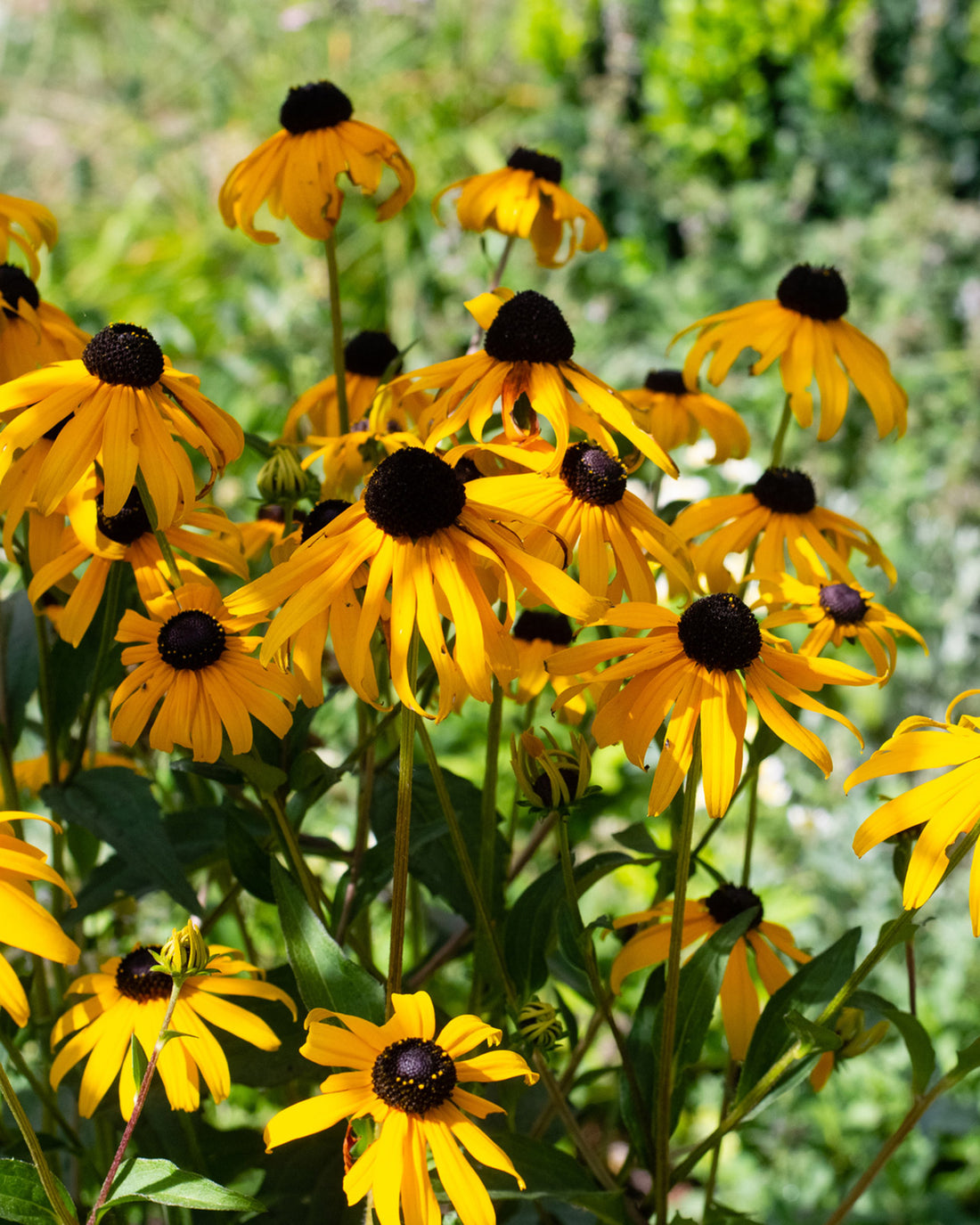 Rudbeckia fulgida var. sullivantii &