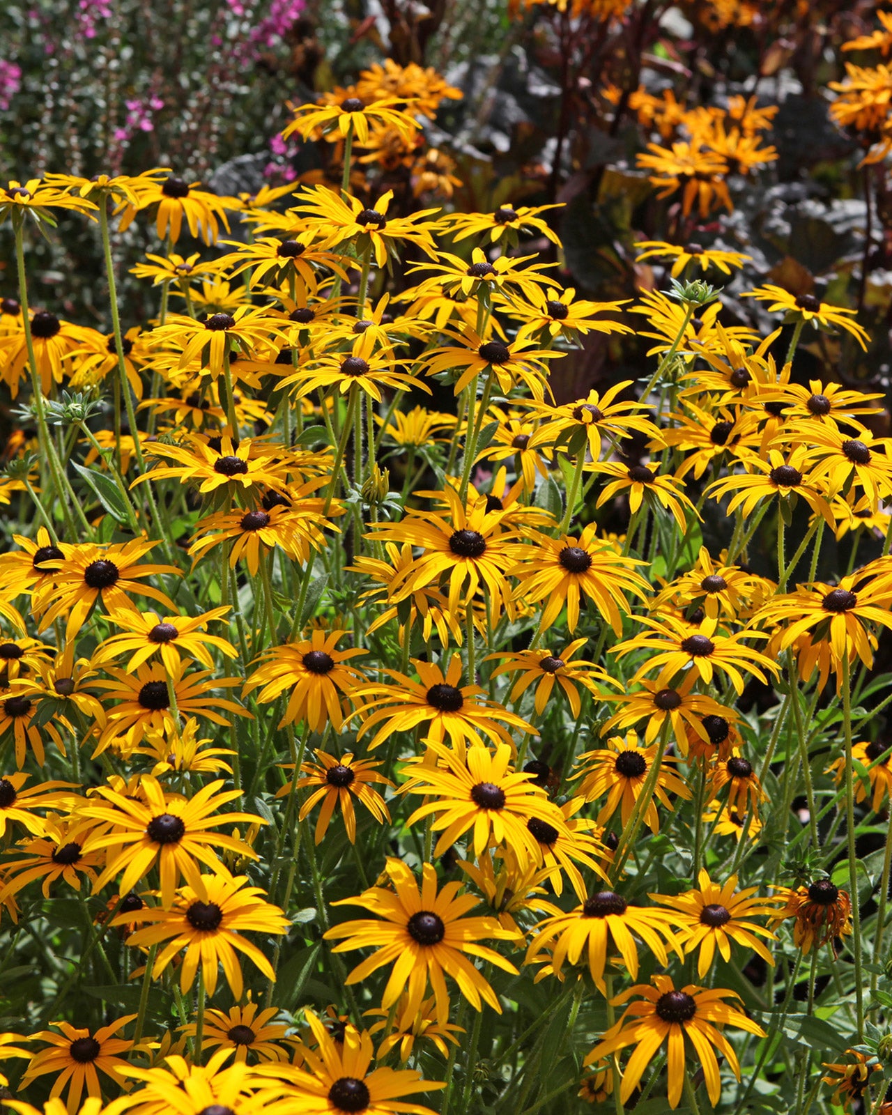 Rudbeckia fulgida var. sullivantii &