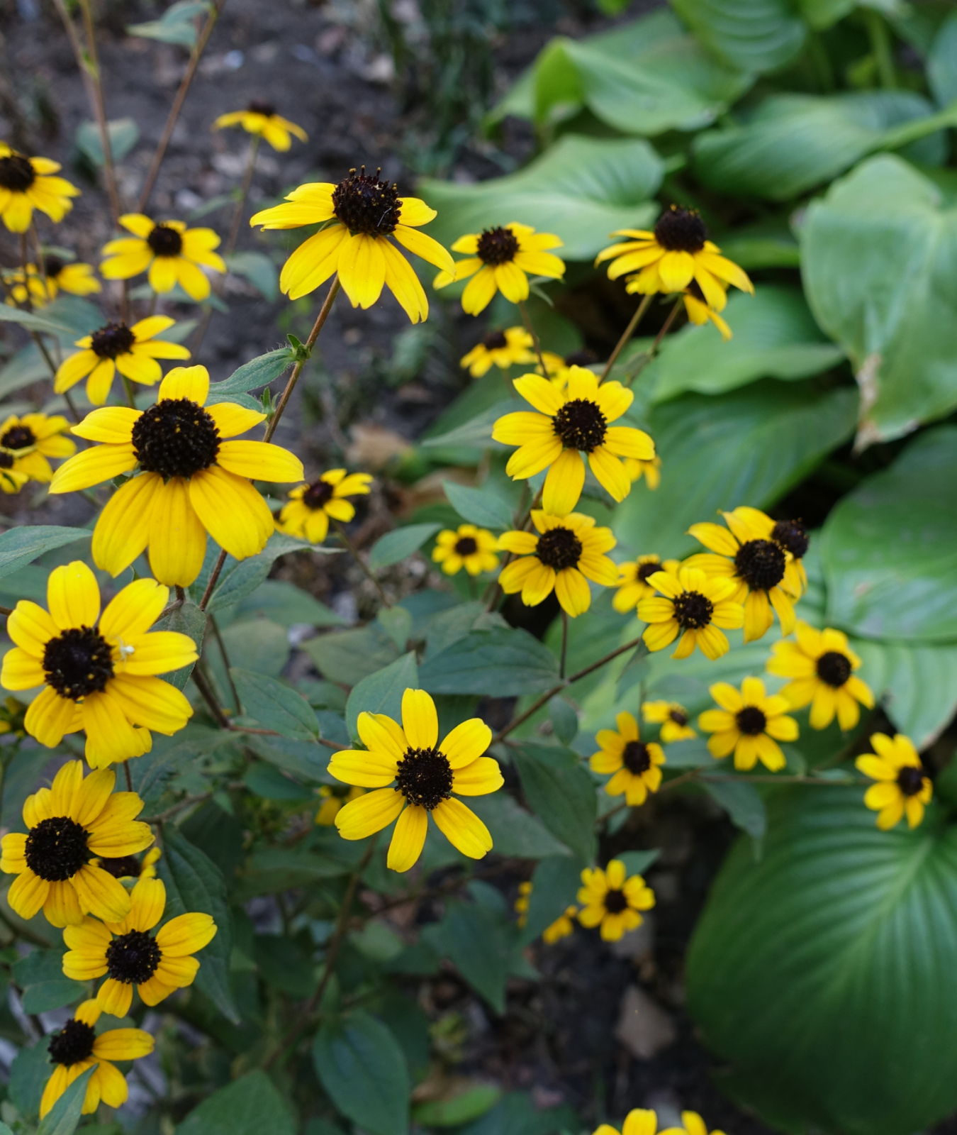 Rudbeckia triloba &