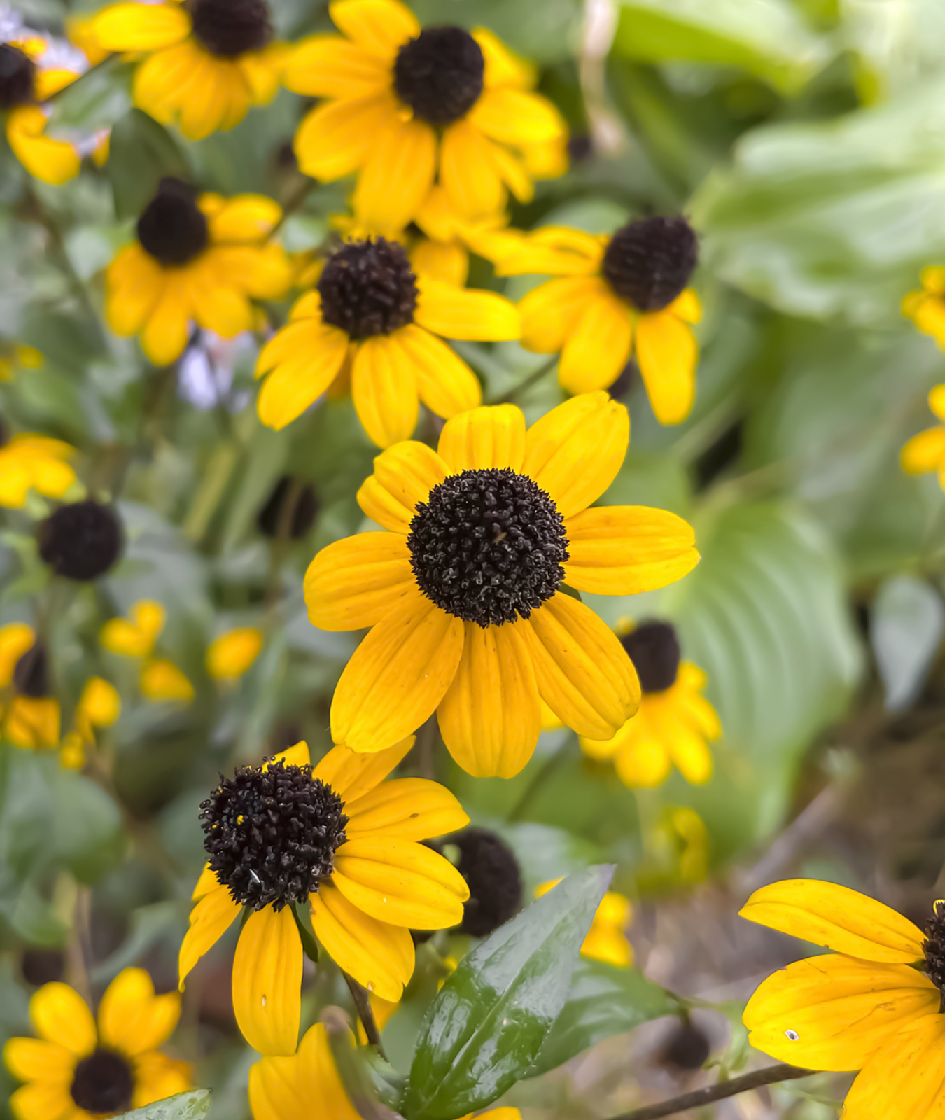 Rudbeckia triloba &