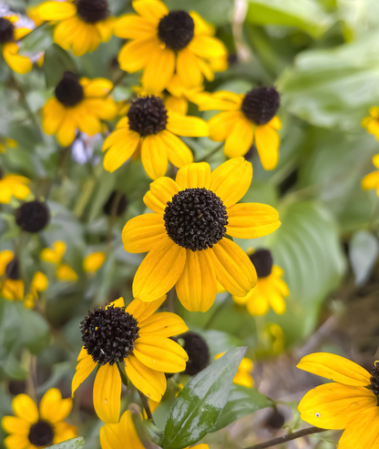 Rudbeckia triloba &