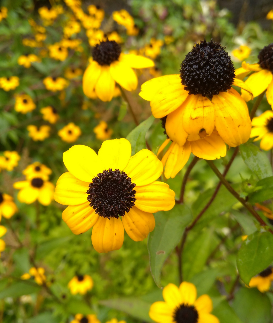 Rudbeckia triloba &