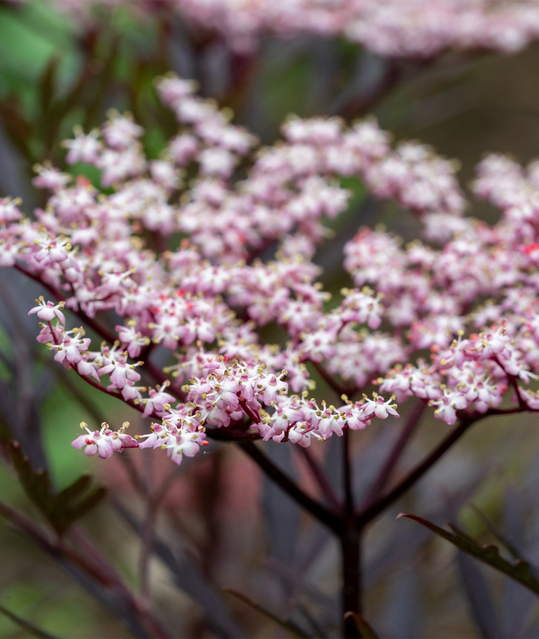 Sambucus nigra &
