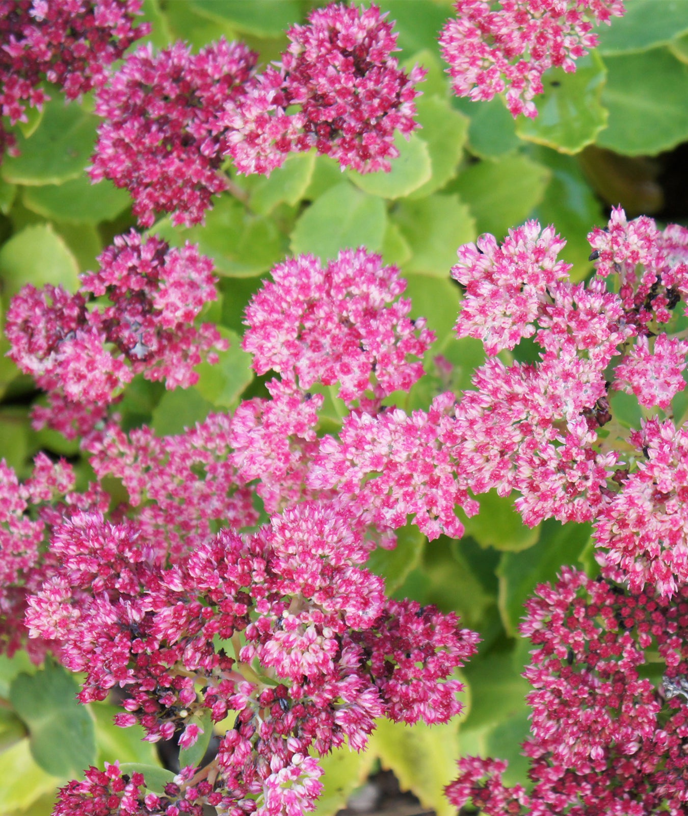 Sedum spectabile &