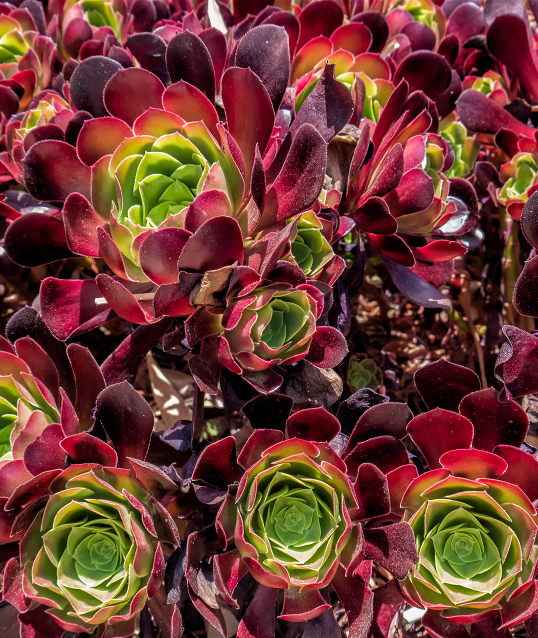 Sempervivum &