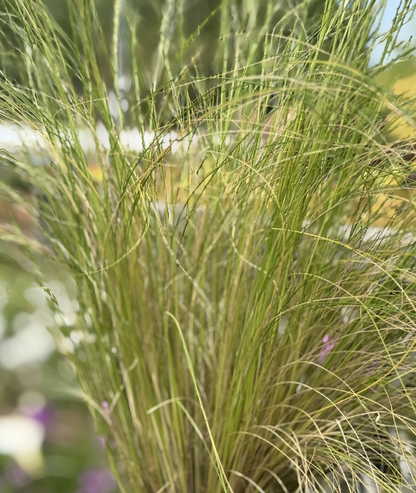 Stipa tenuissima &
