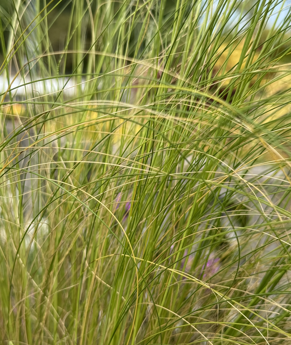 Stipa tenuissima &