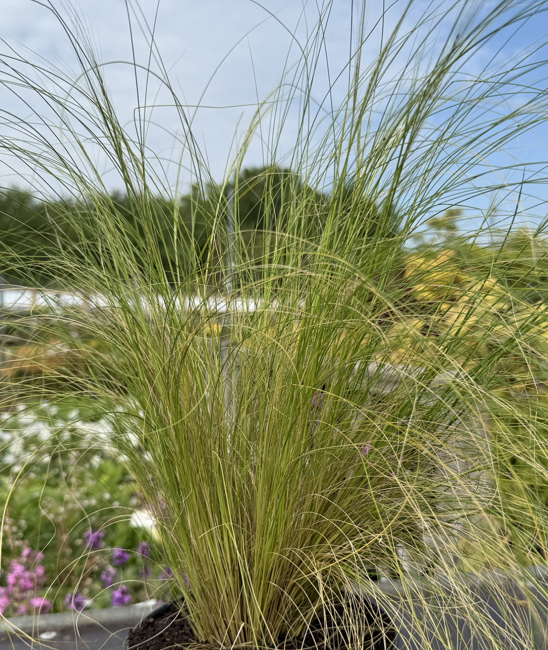 Stipa tenuissima &